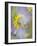 Close-up of Wildflowers-Ellen Anon-Framed Photographic Print