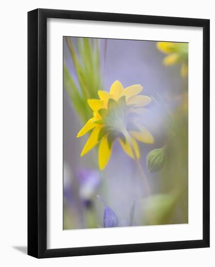 Close-up of Wildflowers-Ellen Anon-Framed Photographic Print