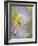 Close-up of Wildflowers-Ellen Anon-Framed Photographic Print