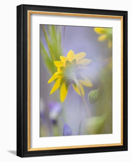 Close-up of Wildflowers-Ellen Anon-Framed Photographic Print