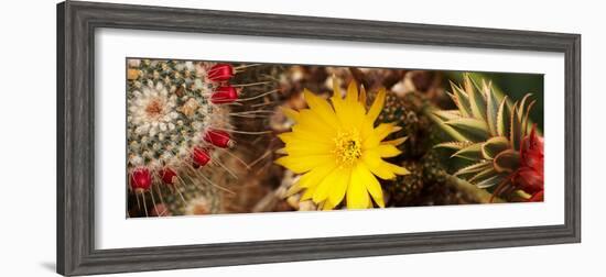 Close-Up of Wildflowers-null-Framed Photographic Print