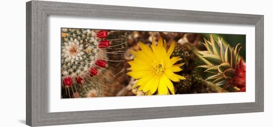 Close-Up of Wildflowers-null-Framed Photographic Print