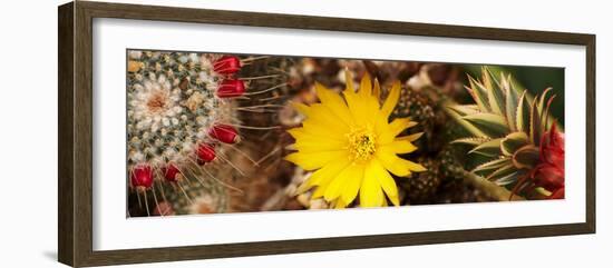 Close-Up of Wildflowers-null-Framed Photographic Print