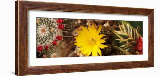 Close-Up of Wildflowers-null-Framed Photographic Print