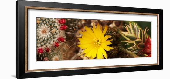 Close-Up of Wildflowers-null-Framed Photographic Print