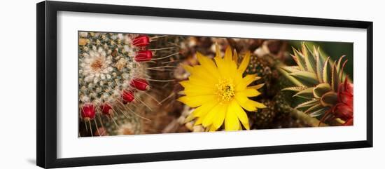 Close-Up of Wildflowers-null-Framed Photographic Print