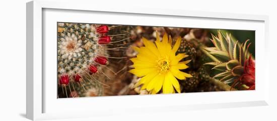 Close-Up of Wildflowers-null-Framed Photographic Print