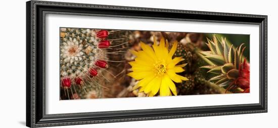 Close-Up of Wildflowers-null-Framed Photographic Print