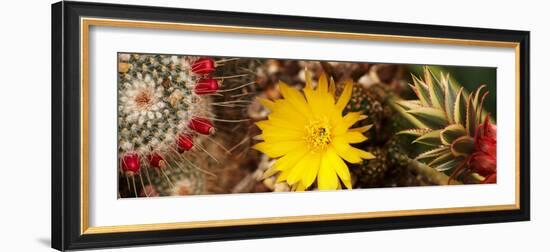 Close-Up of Wildflowers-null-Framed Photographic Print