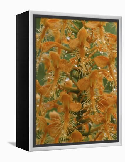 Close-up of Yellow Fringed Orchid with Dew in Summertime, Michigan, USA-Mark Carlson-Framed Premier Image Canvas