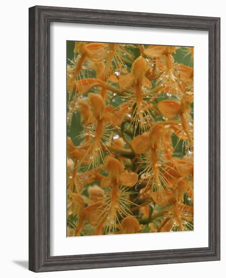 Close-up of Yellow Fringed Orchid with Dew in Summertime, Michigan, USA-Mark Carlson-Framed Photographic Print