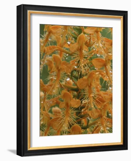 Close-up of Yellow Fringed Orchid with Dew in Summertime, Michigan, USA-Mark Carlson-Framed Photographic Print