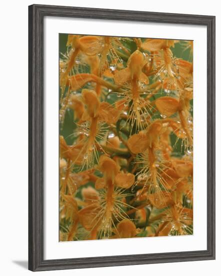 Close-up of Yellow Fringed Orchid with Dew in Summertime, Michigan, USA-Mark Carlson-Framed Photographic Print