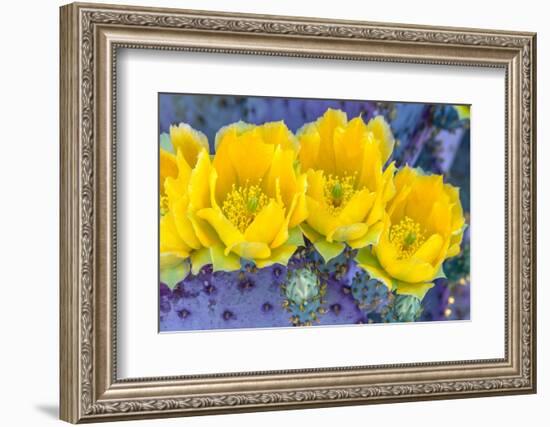 Close-up of yellow Santa Rita prickly pear (Opuntia violacea) cactus flowers, Sonoran Desert, Tu...-Panoramic Images-Framed Photographic Print