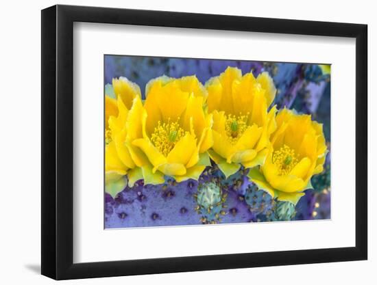 Close-up of yellow Santa Rita prickly pear (Opuntia violacea) cactus flowers, Sonoran Desert, Tu...-Panoramic Images-Framed Photographic Print