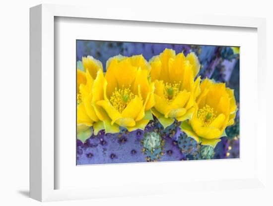 Close-up of yellow Santa Rita prickly pear (Opuntia violacea) cactus flowers, Sonoran Desert, Tu...-Panoramic Images-Framed Photographic Print