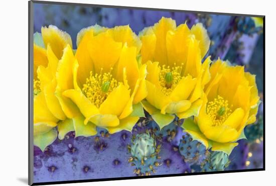Close-up of yellow Santa Rita prickly pear (Opuntia violacea) cactus flowers, Sonoran Desert, Tu...-Panoramic Images-Mounted Photographic Print