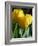 Close-Up of Yellow Tulips at Lisse, Netherlands, Europe-Murray Louise-Framed Photographic Print