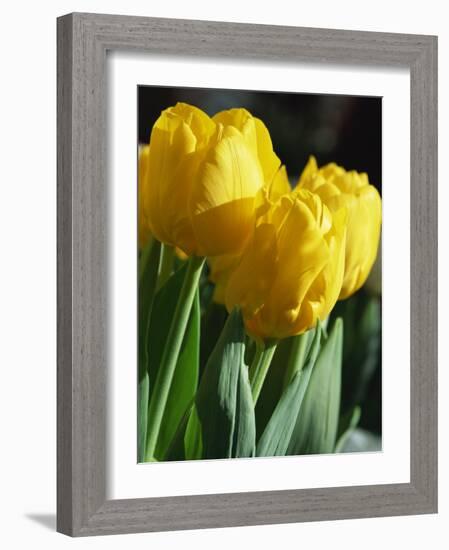 Close-Up of Yellow Tulips at Lisse, Netherlands, Europe-Murray Louise-Framed Photographic Print