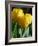 Close-Up of Yellow Tulips at Lisse, Netherlands, Europe-Murray Louise-Framed Photographic Print