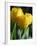 Close-Up of Yellow Tulips at Lisse, Netherlands, Europe-Murray Louise-Framed Photographic Print