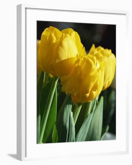 Close-Up of Yellow Tulips at Lisse, Netherlands, Europe-Murray Louise-Framed Photographic Print