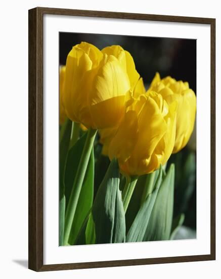 Close-Up of Yellow Tulips at Lisse, Netherlands, Europe-Murray Louise-Framed Photographic Print