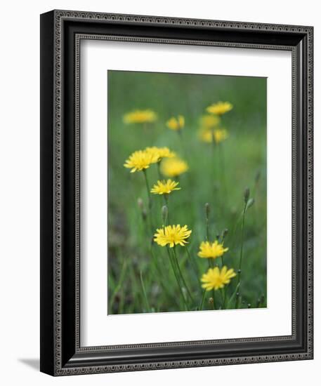 Close-Up of Yellow Wild Flowers-Lee Frost-Framed Photographic Print