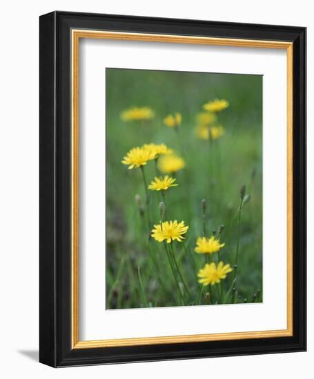 Close-Up of Yellow Wild Flowers-Lee Frost-Framed Photographic Print