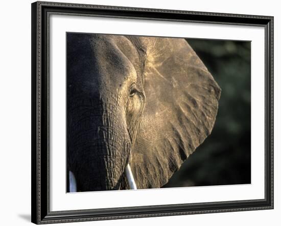 Close-Up of Young Bull Elephant, Xakanaxa, Moremi Game Reserve, Botswana-Paul Souders-Framed Photographic Print