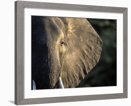 Close-Up of Young Bull Elephant, Xakanaxa, Moremi Game Reserve, Botswana-Paul Souders-Framed Photographic Print