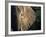 Close-Up of Young Bull Elephant, Xakanaxa, Moremi Game Reserve, Botswana-Paul Souders-Framed Photographic Print