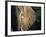 Close-Up of Young Bull Elephant, Xakanaxa, Moremi Game Reserve, Botswana-Paul Souders-Framed Photographic Print