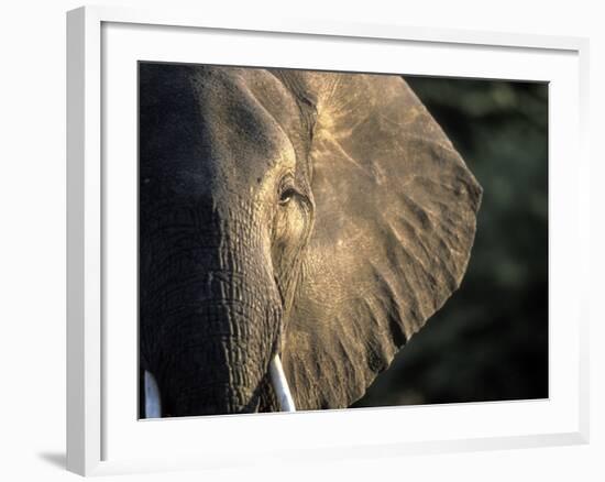 Close-Up of Young Bull Elephant, Xakanaxa, Moremi Game Reserve, Botswana-Paul Souders-Framed Photographic Print