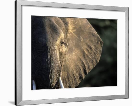 Close-Up of Young Bull Elephant, Xakanaxa, Moremi Game Reserve, Botswana-Paul Souders-Framed Photographic Print