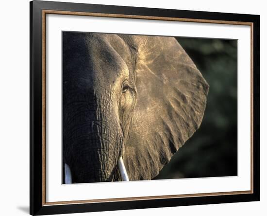 Close-Up of Young Bull Elephant, Xakanaxa, Moremi Game Reserve, Botswana-Paul Souders-Framed Photographic Print