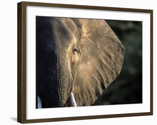 Close-Up of Young Bull Elephant, Xakanaxa, Moremi Game Reserve, Botswana-Paul Souders-Framed Photographic Print