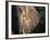 Close-Up of Young Bull Elephant, Xakanaxa, Moremi Game Reserve, Botswana-Paul Souders-Framed Photographic Print