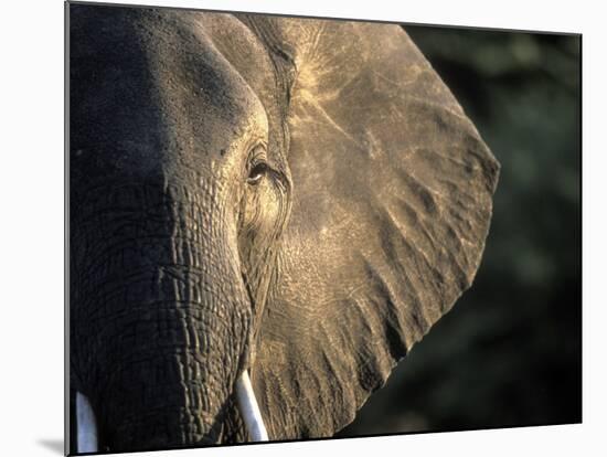 Close-Up of Young Bull Elephant, Xakanaxa, Moremi Game Reserve, Botswana-Paul Souders-Mounted Photographic Print