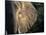 Close-Up of Young Bull Elephant, Xakanaxa, Moremi Game Reserve, Botswana-Paul Souders-Mounted Photographic Print