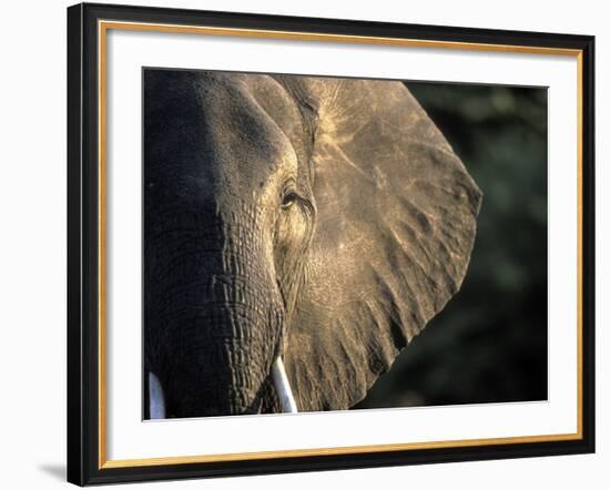 Close-Up of Young Bull Elephant, Xakanaxa, Moremi Game Reserve, Botswana-Paul Souders-Framed Photographic Print