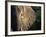 Close-Up of Young Bull Elephant, Xakanaxa, Moremi Game Reserve, Botswana-Paul Souders-Framed Photographic Print