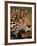 Close-Up of Young Male Jaguar Face,.Brazil-Staffan Widstrand-Framed Photographic Print