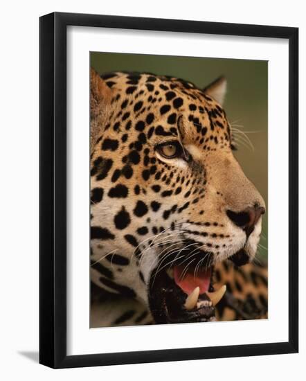 Close-Up of Young Male Jaguar Face,.Brazil-Staffan Widstrand-Framed Photographic Print