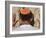 Close Up of Young Man with Bright Yarmulka Praying at Western Wall, Old City, Jerusalem, Israel-Eitan Simanor-Framed Photographic Print