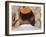 Close Up of Young Man with Bright Yarmulka Praying at Western Wall, Old City, Jerusalem, Israel-Eitan Simanor-Framed Photographic Print