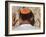 Close Up of Young Man with Bright Yarmulka Praying at Western Wall, Old City, Jerusalem, Israel-Eitan Simanor-Framed Photographic Print