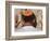 Close Up of Young Man with Bright Yarmulka Praying at Western Wall, Old City, Jerusalem, Israel-Eitan Simanor-Framed Photographic Print