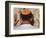 Close Up of Young Man with Bright Yarmulka Praying at Western Wall, Old City, Jerusalem, Israel-Eitan Simanor-Framed Photographic Print