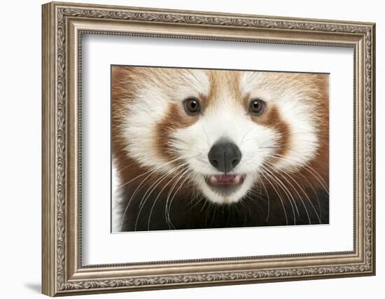 Close-Up of Young Red Panda or Shining Cat, Ailurus Fulgens, 7 Months Old-Life on White-Framed Photographic Print